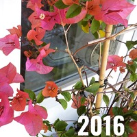 *** 2016 ***
J'ai essayé de suivre la tendance, mais comme je suis pas très photo, j'ai eu du mal à retrouver des traces de 2016 !
Mais je vous ai dégoté quelques petites choses !
1. En 2016, mon bougainvilliers était plus beau que jamais ! (je crois bien qu'il n'a jamais refleuri comme ça d'ailleurs)
2. En 2016, j'étais toujours dans l'obsession des cheveux lisses, et j'avais tenté la frange ! (c'était pas super pratique)
3. En 2016, je venais de terminer un gros projet tricot : ce t-shirt ajouré en coton, un enfer lol ! (le plus gros de mes projets tricots à ce jour d'ailleurs)
4. En 2016, je testais de nouveaux produits pour la boutique, comme ce carnet avec une reliure japonaise ! (mais j'avais abandonné l'idée)
5. Et surtout, en 2016, j'ai rencontré celui qui aujourd'hui partage ma vie et que j'aime plus que tout <3 Et pour mon anniversaire, il m'avait décoré un joli mug pour me l'offrir ! (je l'ai toujours mais je ne m'en sers pas, je le garde précieusement!)
Et vous, que vous évoque 2016 ?!